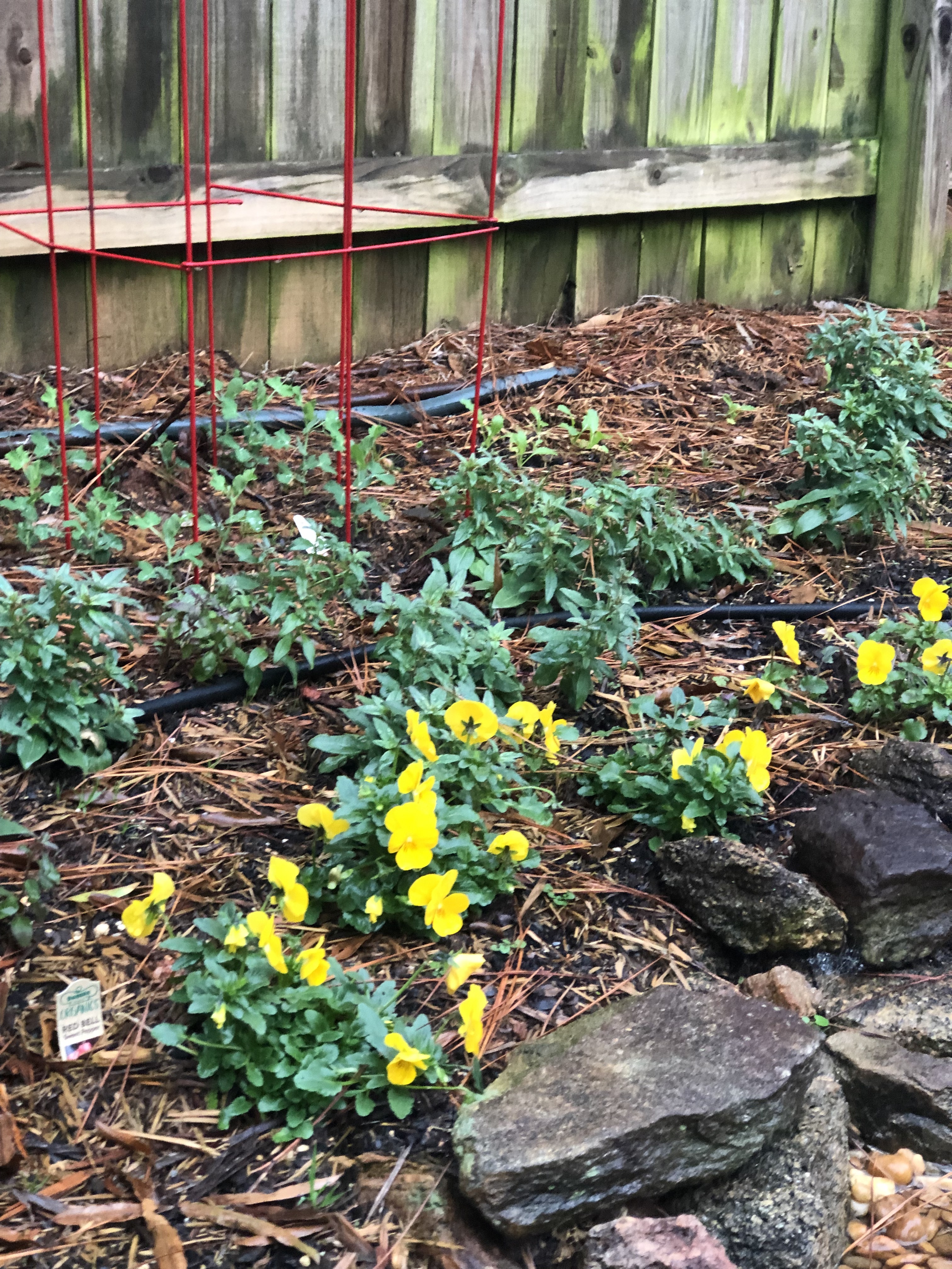 Winter Garden Update