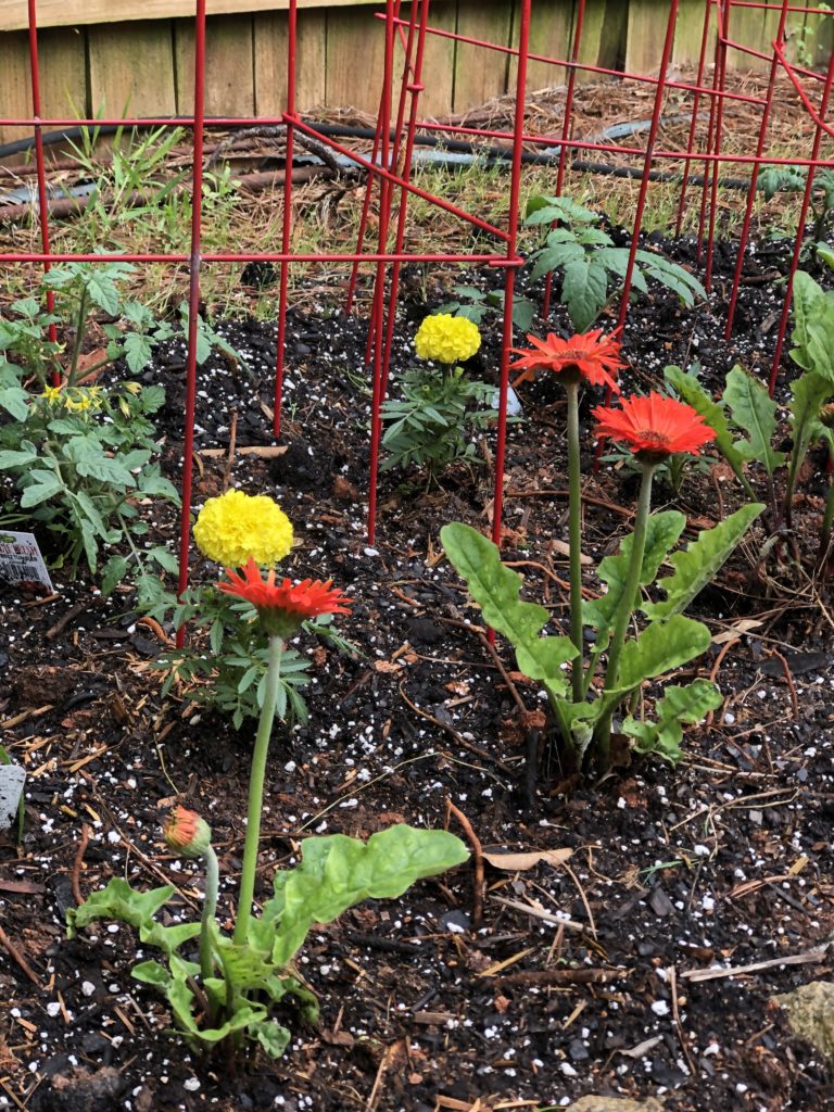 Gerber daisies, marigolds and tomatoes